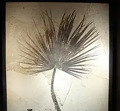 Fossil Sabalites sp. palmetto frond, about two metres (6.6 ft) long.