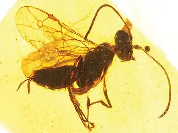 Hymenoptera such as this Iberomaimetsha from the Cretaceous, around 100 million years ago.