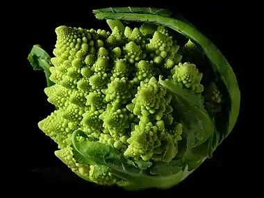 Fractal Broccoli