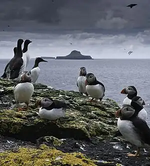 About a dozen seabirds – Atlantic Puffins and Guillemots – stand on a rocky, lichen-covered shore. Beyond lies a distinctively shaped island, resembling a wide-brimmed hat, under a dark cloudy sky.