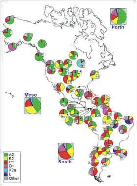 Codes for populations are as follow: North America: 1 = Chukchy, 2 = Eskimos ; 3 = Inuit (collected from the HvrBase database ; 4 = Aleuts ; 5 = Athapaskan ; 6 = Haida ; 7 = Apache, 8 = Bella Coola ; 9 = Navajo ; 10 = Sioux, 11 = Chippewa, 12 = Nuu-Chah-Nult ; 13 = Cheyenne ; 14 = Muskogean populations ; 15 = Cheyenne-Arapaho ; 16 = Yakima ; 17 = Stillwell Cherokee ; Meso-America: 18 = Pima ; 19 = Mexico ; 20 = Quiche ; 21 = Cuba ; 22 = El Salvador ; 23 = Huetar ; 24 = Emberá ; 25 = Kuna ; 26 = Ngöbé ; 27 = Wounan ; South America: 28 = Guahibo ; 29 = Yanomamo from Venezuela ; 30 = Gaviao ; 31 = Yanomamo from Venezuela and Brazil ; 32 = Colombia ; 33 = Ecuador (general population), 34 = Cayapa ; 35 = Xavante ; 36 = North Brazil ; 37 = Brazil ; 38 = Curiau ; 39 = Zoró ; 40 = Ignaciano, 41 = Yuracare ; 42 = Ayoreo ; 43 = Araucarians ; 44 = Pehuenche, 45 = Mapuche from Chile ; 46 = Coyas ; 47 = Tacuarembó ; 48 = Uruguay ; 49 = Mapuches from Argentina ; 50 = Yaghan
