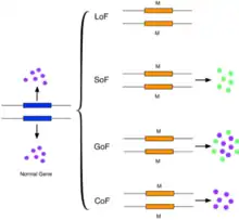 Image 8This figure shows a simplified version of loss-of-function, switch-of-function, gain-of-function, and conservation-of-function mutations. (from Mutation)