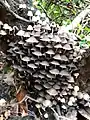 Fairy inkcap, Coprinellus disseminatus, swarm on stump in forest school