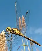 Insect: 6 legs, 3-part body(head, thorax, abdomen),up to 2 pairs of wings