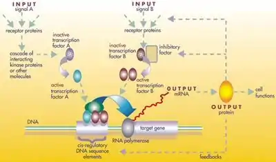 Image 32A gene regulatory network (from Evolutionary developmental biology)