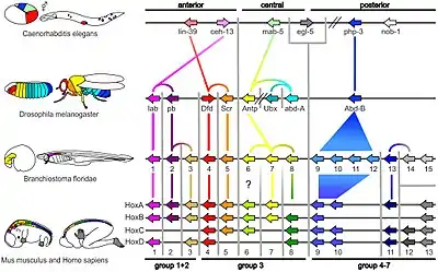 Image 1Homologous hox genes in such different animals as insects and vertebrates control embryonic development and hence the form of adult bodies. These genes have been highly conserved through hundreds of millions of years of evolution. (from Evolutionary developmental biology)