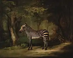  A portrait of a zebra by George Stubbs