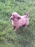 Image 20German Spitz puppy (from Puppy)