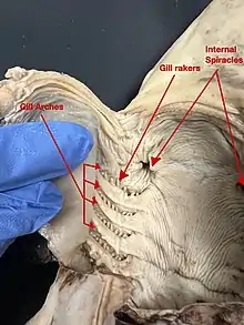 Image 12A ventral dissection of a pregnant female dogshark exposing its internal gill slits and internal spiracles. (from Shark anatomy)