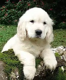 Image 12Golden Retriever puppy (from Puppy)