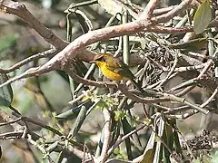 Male at Mailee Thaatch (11,000&nbsp;ft.) in Kullu - Manali District of Himachal Pradesh, India