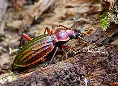 Carabus auronitens auronitens hibernating in dead wood