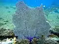 Gorgonia flabellum on Benwood wreck
