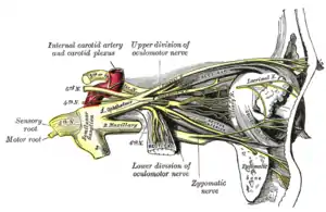 Nerves of the orbit, and the ciliary ganglion. Side view.