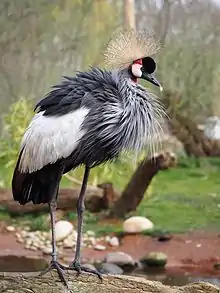 Grey crane with white wings, patterned face, and yellow crown