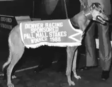 Fearless Ace, double Pall Mall winner