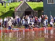 In accordance with the regulations, men and women gather on the shore to kill the beached whales, here in the town Vágur on Suðuroy