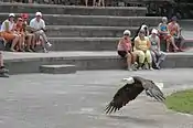 Bald eagle at a bird show