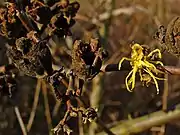 A lone flower in December, alongside the empty seed pods of last-year's fruit