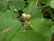 Flower buds (bottom) and last-year's fruit (top) in August