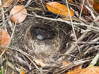 Hooded pitta nest with egg in Borneo