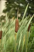 Typha latifolia flowers