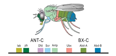 Image 11Expression of homeobox (Hox) genes in the fruit fly (from Evolutionary developmental biology)