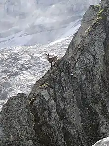 Image 54Ibex in an alpine habitat (from Habitat)