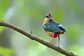 Image 24The Indian pitta (Pitta brachyura) is a passerine bird native to the Indian subcontinent. It inhabits scrub jungle, deciduous and dense evergreen forest. The pictured specimen was photographed at Bhawal National Park.Photo Credit: Md shahanshah bappy