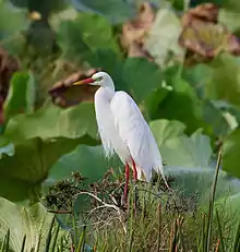 Plumed egret (A.i. plumifera) in breeding plumage, Fogg Dam Conservation Reserve, Northern Territory, Australia