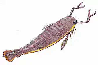 The largest known arthropod, the sea scorpion Jaekelopterus rhenaniae, has been found in estuarine strata from about 390 Ma. It was up to 2.5&nbsp;m (8.2&nbsp;ft) long.