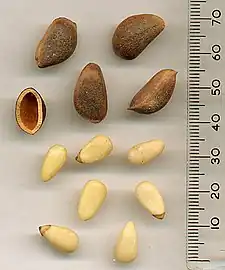 Seeds of the Korean pine (P.&nbsp;koraiensis)