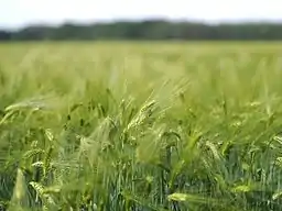 Wheat field in strong wind with bokeh, ISO speed&nbsp;=&nbsp;200, exposure time&nbsp;=&nbsp;1/4000&nbsp;s, exposure value&nbsp;=&nbsp;11.5.