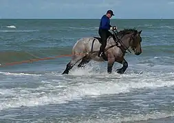 Crab fishing in Bredene, Belgium.
