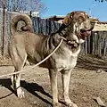 Kurdish Mastiff