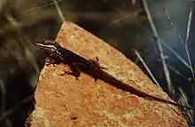 Lagartijo jardinero del sur(Anolis poncensis)