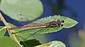 Image 11Large red damselfly in Swinley Forest, Berkshire (from Portal:Berkshire/Selected pictures)