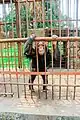 The chimpanzee of the Kinshasa Zoological Garden