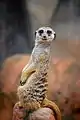 A meerkat poses for the camera at Cameron Park Zoo.