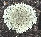 Xanthoparmelia cf. lavicola, a foliose lichen, on basalt.