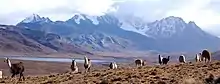A group of llamas is grazing at Milluni Lake. Wayna Potosí is in the background.