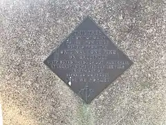 Lone Pine tree (Pinus brutia) at the Victorian School of Forestry (Creswick). Planted 1975