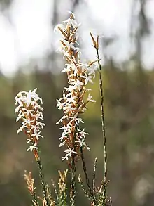 Lysinema ciliatum (Epacrideae)