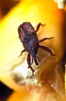 A photograph of a maize weevil