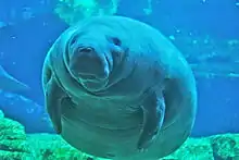 Underwater photo of manatee