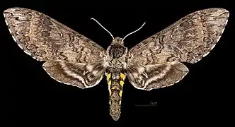 Manduca diffissa petuniae ♀