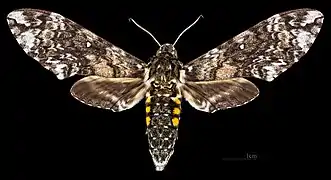 Manduca leucospila  ♀