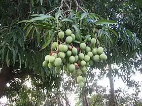Unripe mangos in Rincón, Puerto&nbsp;Rico