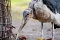 Marabou stork in the Kinshasa Zoo