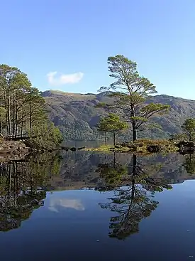 Image 7Eilean Ruairidh Mòr, one of many forested islands in Loch MareeCredit: Jerry Sharp